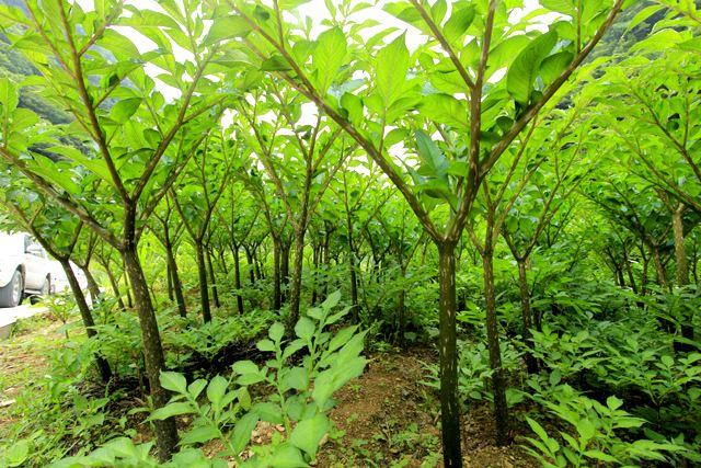 有机硒那种产品好(硒产品是什么)-硒宝网