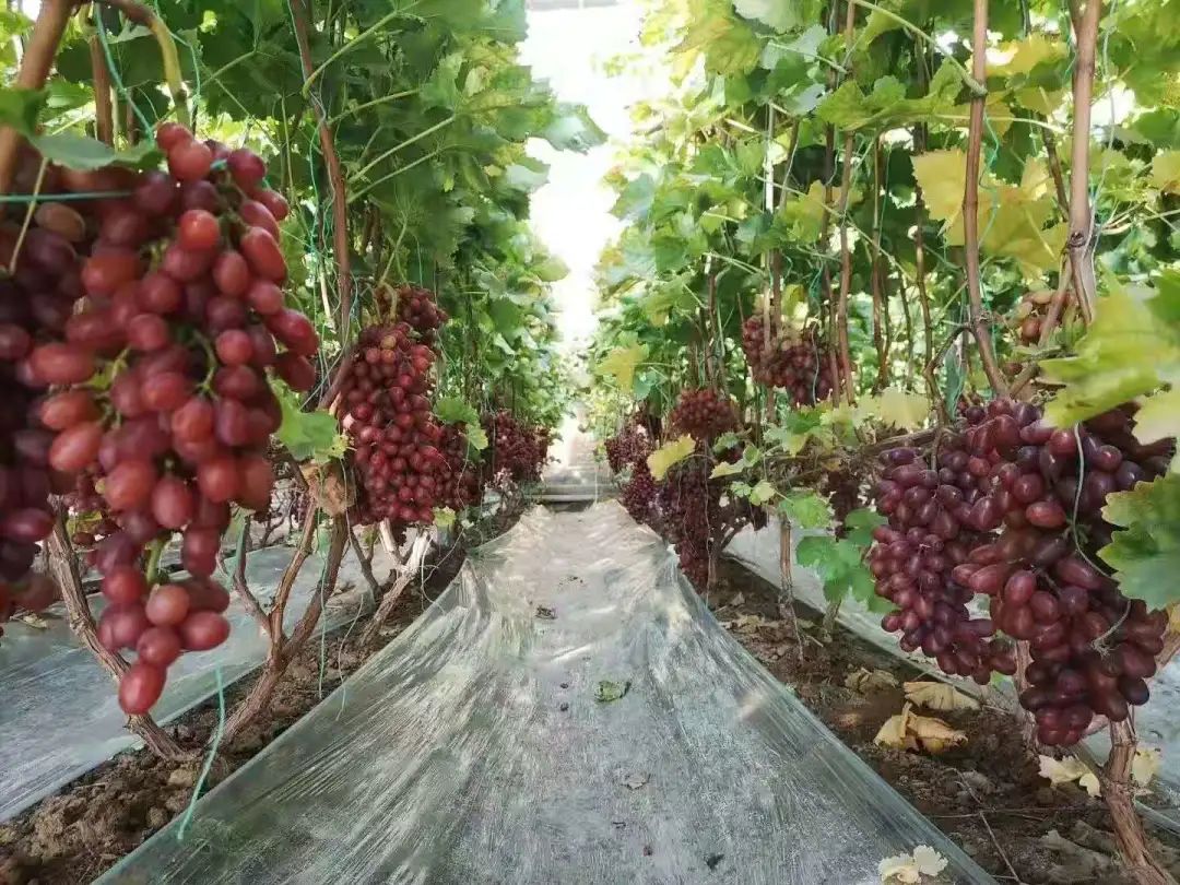 山东产品硒的公司(山东硒分布图)-硒宝网