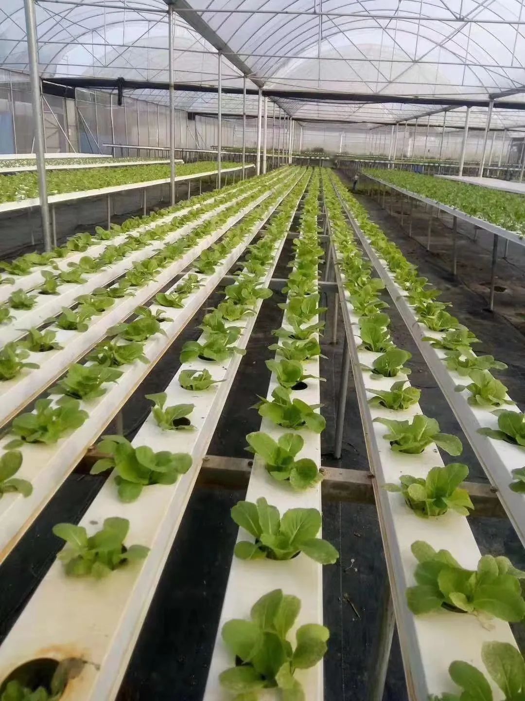 山东产品硒的公司(山东硒分布图)-硒宝网