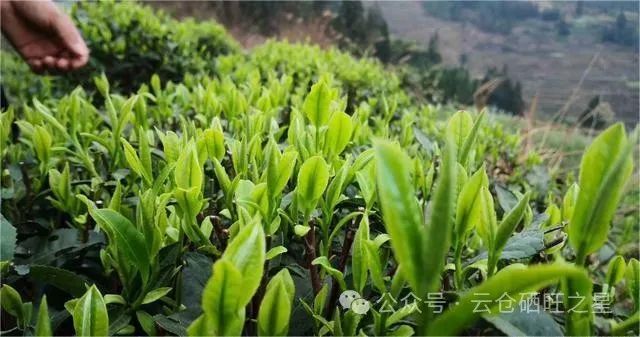 哪种硒产品吸收好（吸收种好产品硒含量多少）-硒宝网