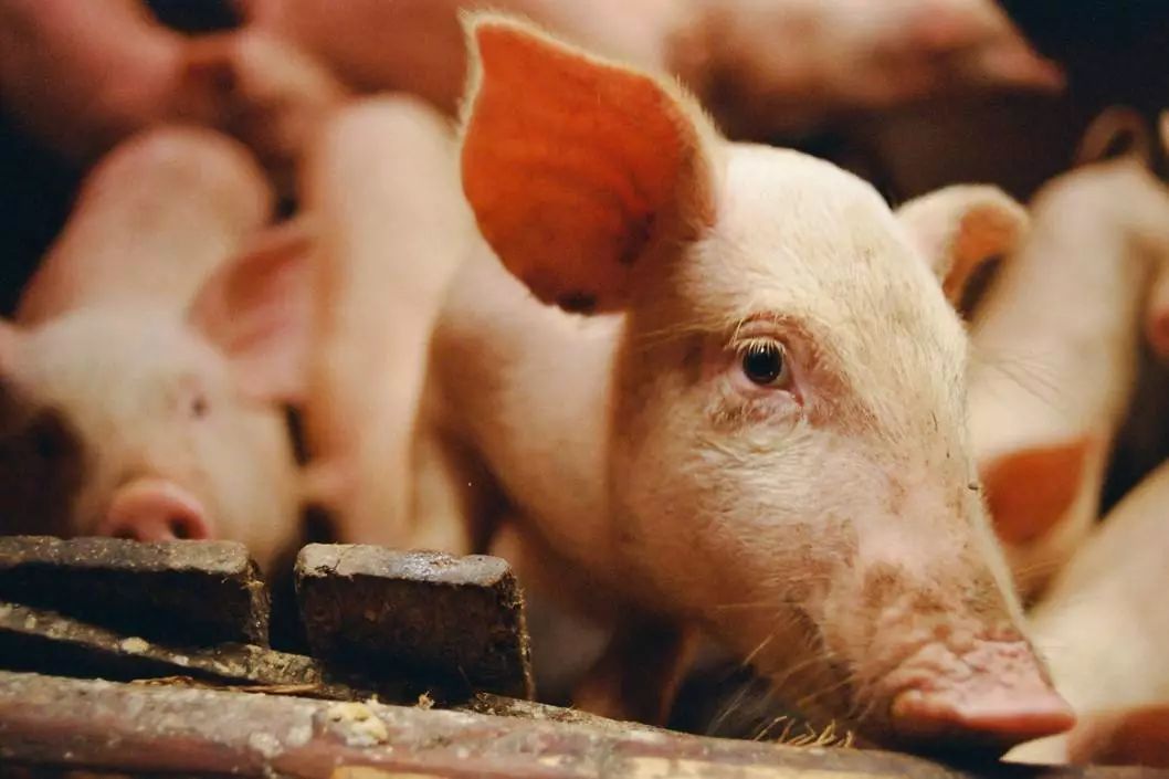 饲料级硒产品市?。ㄋ橇衔抗冶曜迹?硒宝网