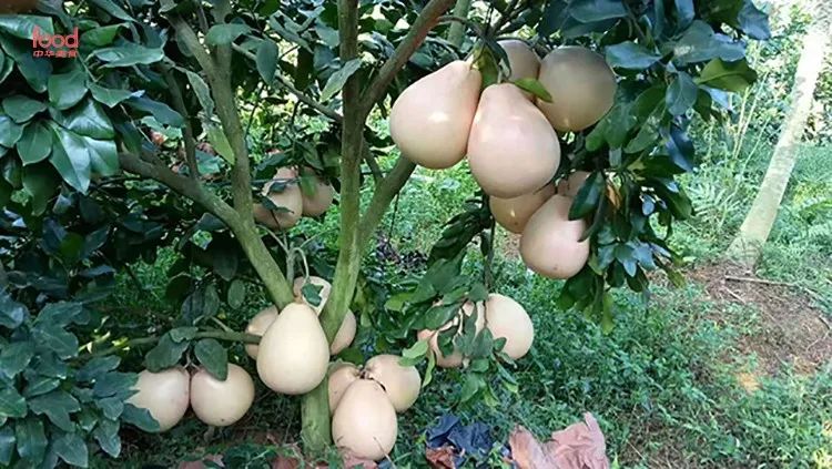 巴马出产硒产品吗(出产巴马产品硒含量多少)-硒宝网