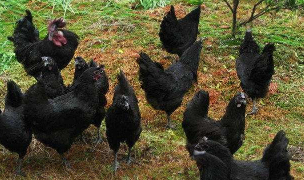 硒产品听课送鸡蛋(讲课送鸡蛋)-硒宝网