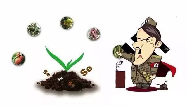 硒产品抗氧化实验(抗氧化试剂盒)-硒宝网