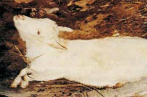 硒产品抗氧化实验(抗氧化试剂盒)-硒宝网