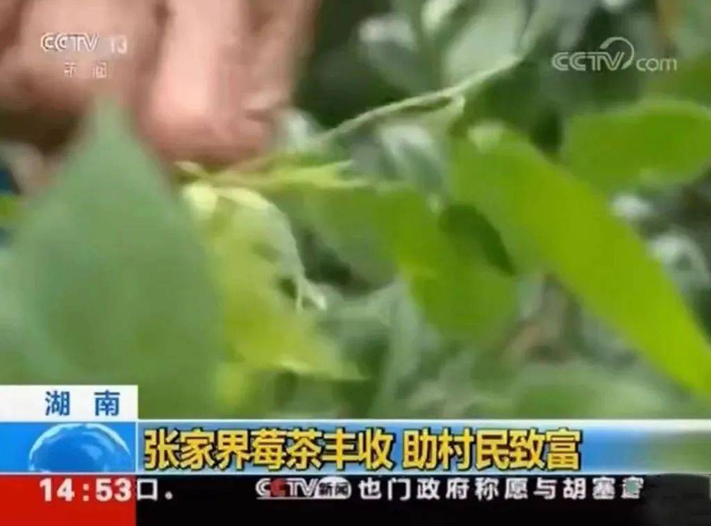 硒茶产品营销推送(恩施硒茶广告语)-硒宝网