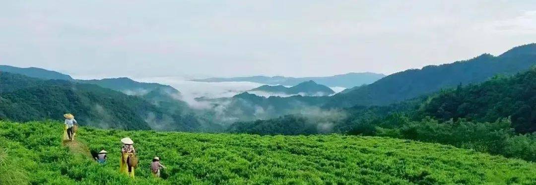 硒茶产品营销推送(恩施硒茶广告语)-硒宝网