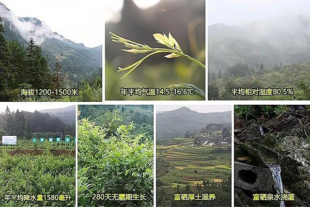 硒茶产品营销推送(恩施硒茶广告语)-硒宝网