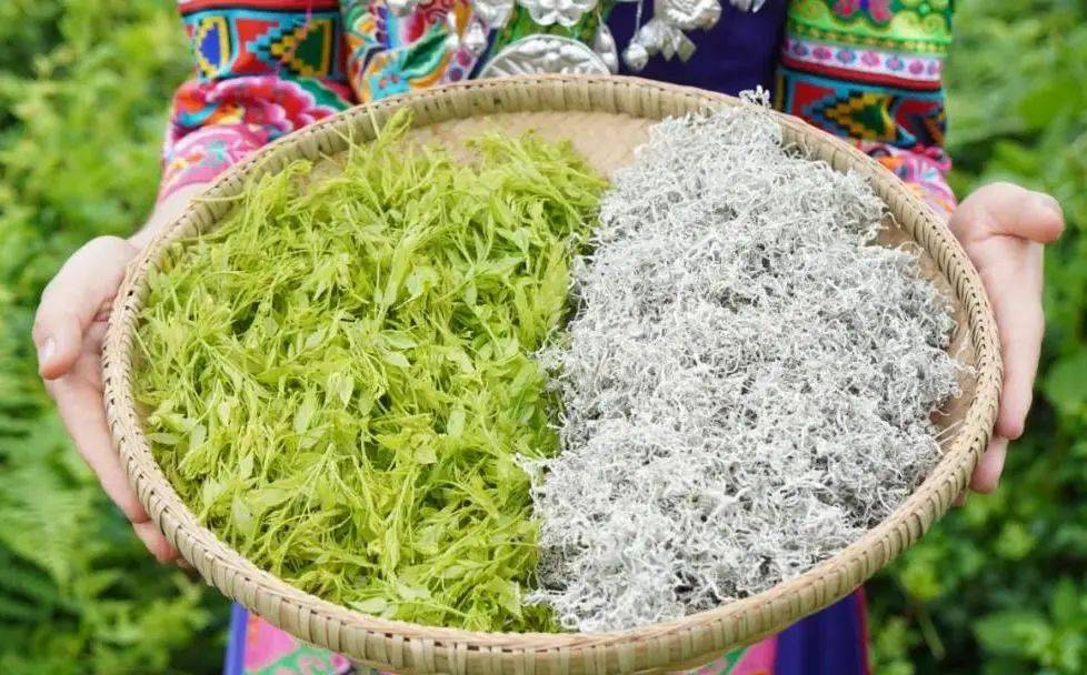 硒茶产品营销推送(恩施硒茶广告语)-硒宝网