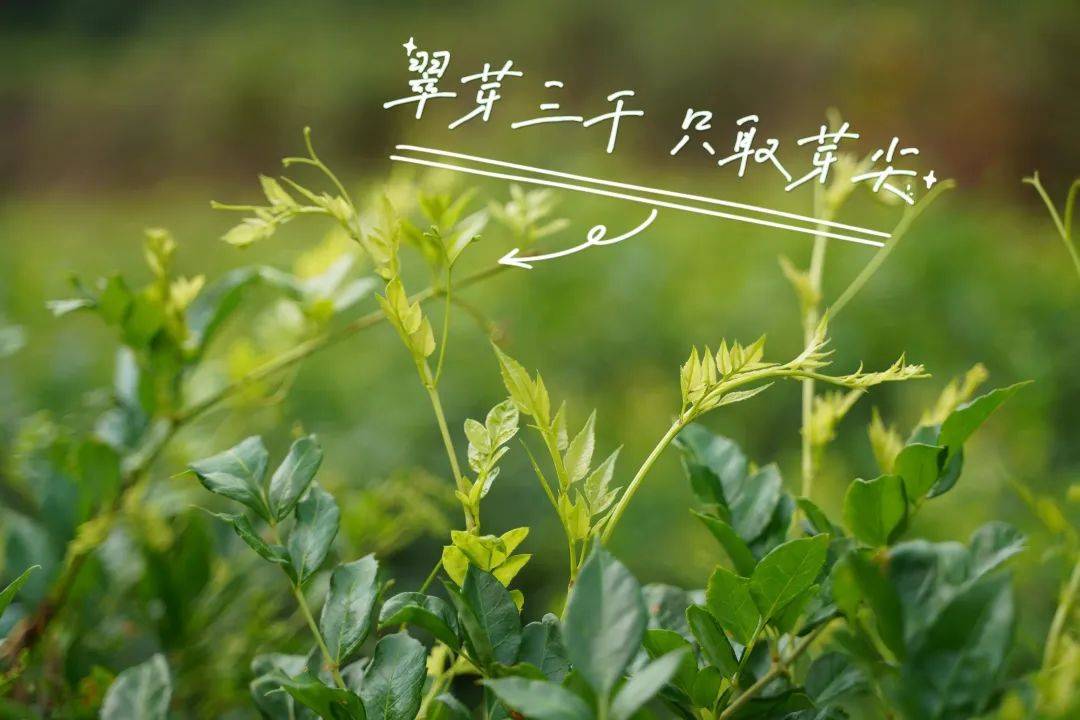 硒茶产品营销推送(恩施硒茶广告语)-硒宝网