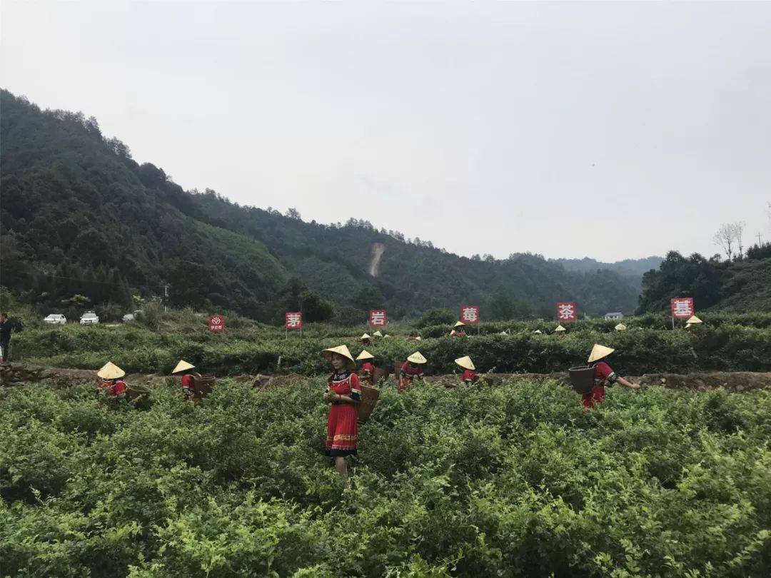 硒茶产品营销推送(恩施硒茶广告语)-硒宝网