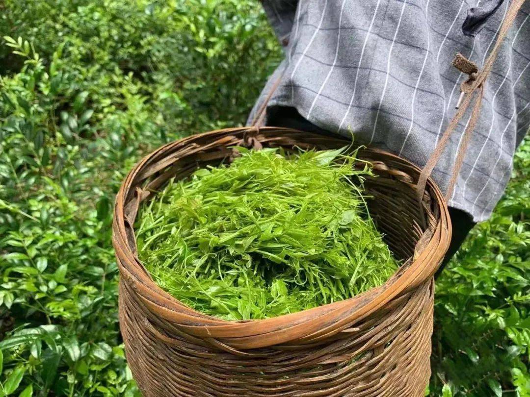 硒茶产品营销推送(恩施硒茶广告语)-硒宝网