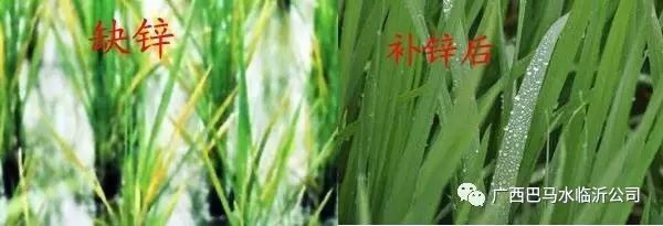 锌元素对人体的作用（锌人体元素作用是什么）-硒宝网