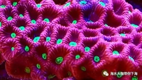 微量元素怎么补(补微量元素的作用)-硒宝网