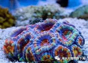 微量元素怎么补(补微量元素的作用)-硒宝网