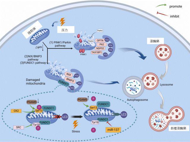 人体必需微量元素（必需人体微量元素有哪些）-硒宝网