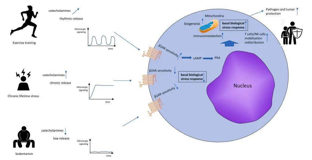 人体必需微量元素（必需人体微量元素有哪些）-硒宝网