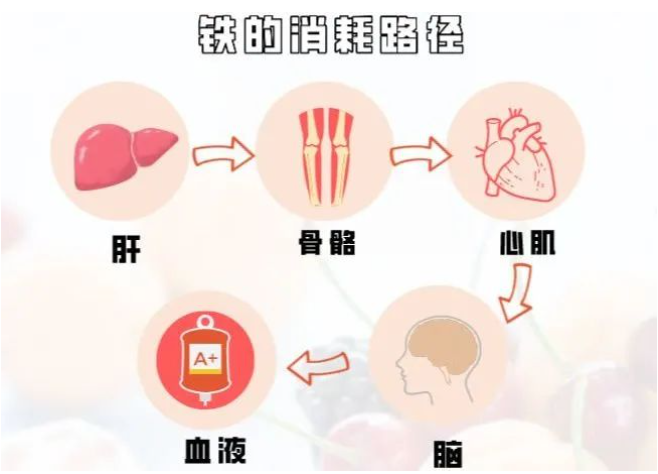 微量元素铁(微量铁元素偏低的危害)-硒宝网
