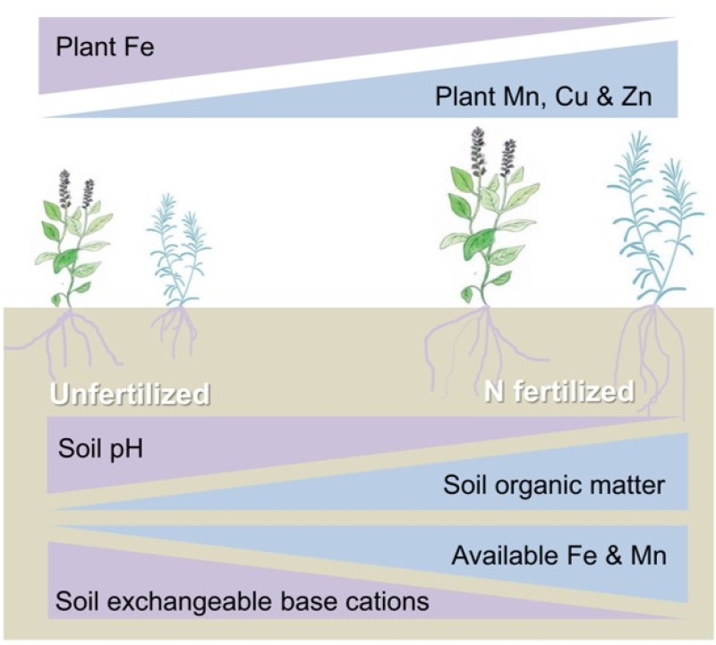 植物微量元素（微量元素植物生理学名词解释）-硒宝网