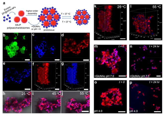 矿物质微量元素（矿物质微量元素对人体的作用）-硒宝网