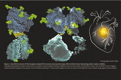 矿物质微量元素（矿物质微量元素对人体的作用）-硒宝网