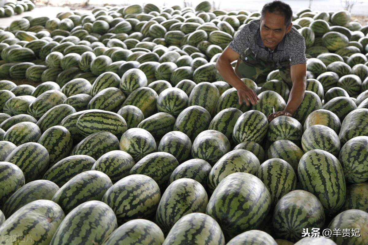 硒砂瓜产品定位图（硒砂瓜产品定位图）-硒宝网