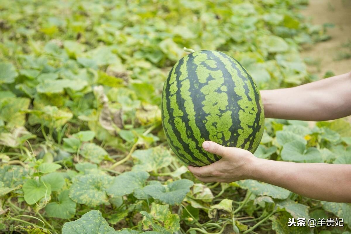 硒砂瓜产品定位图（硒砂瓜产品定位图）-硒宝网