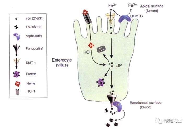 钙是微量元素吗(钙微量元素)-硒宝网