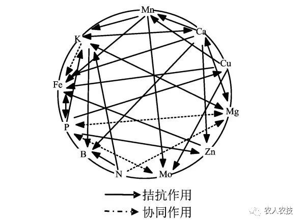 钙是微量元素吗(钙微量元素的作用)-硒宝网