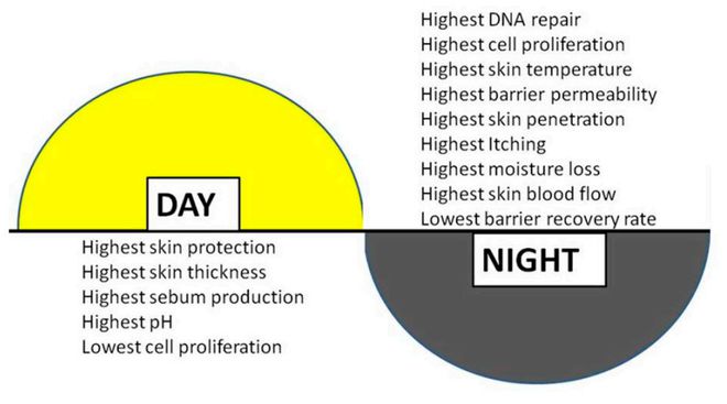 人体必需的微量元素有哪些(必需人体微量元素有几种)-硒宝网