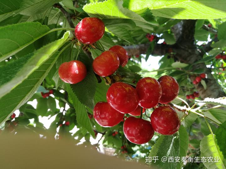 土壤微量元素（微量元素土壤调理修复剂）-硒宝网