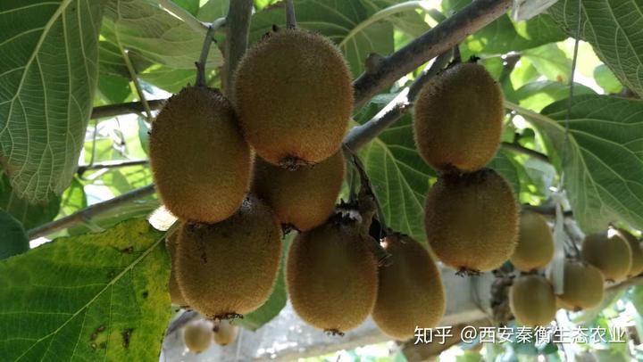 土壤微量元素（微量元素土壤调理修复剂）-硒宝网