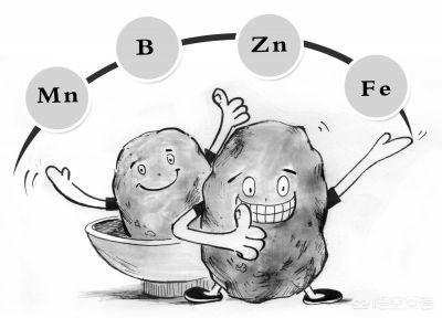 微量元素作用(铜的微量元素作用)-硒宝网