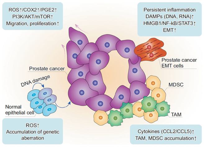 安琪酵母的硒产品(安琪酵母硒的五大特点)-硒宝网