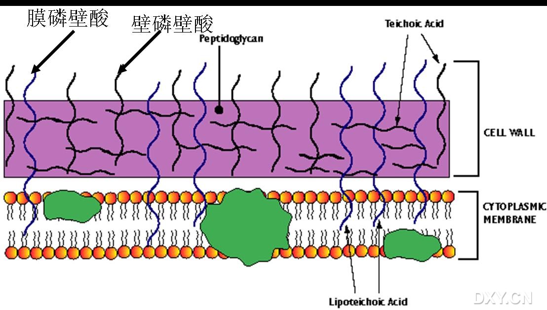 安琪酵母的硒产品(安琪酵母硒的五大特点)-硒宝网