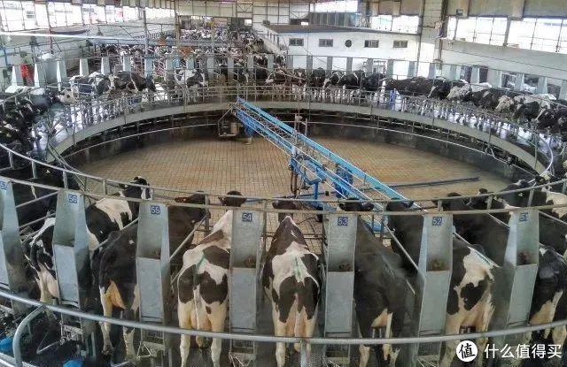 什么牛奶补钙(牛奶补钙的骗局)-硒宝网