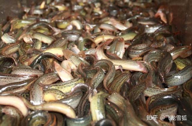 补钙的食物有哪些（食物补钙有些什么）-硒宝网