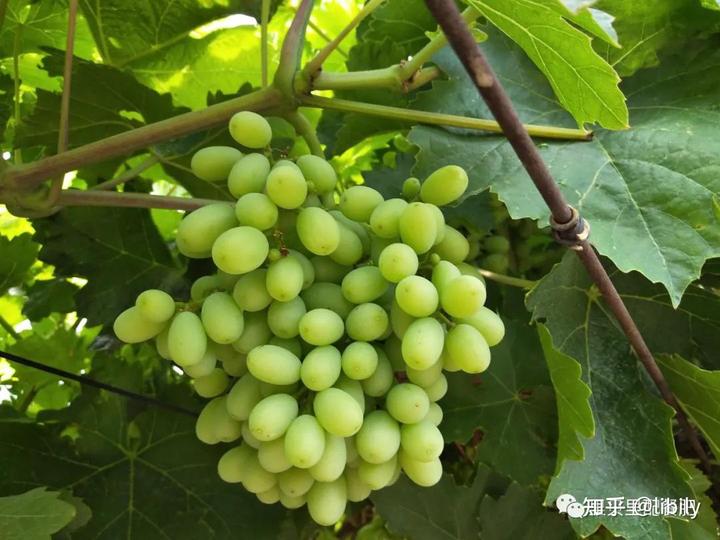 如何补充微量元素（微量元素的补充）-硒宝网