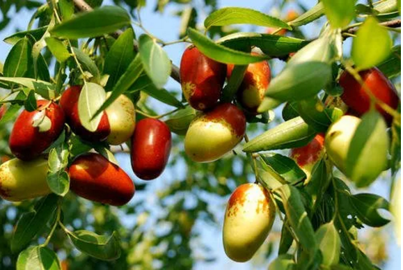 中微量元素（微量元素中毒怎么办）-硒宝网