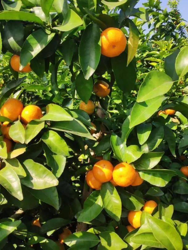 柳州有机硒农产品(有机硒粉生产厂家)-硒宝网