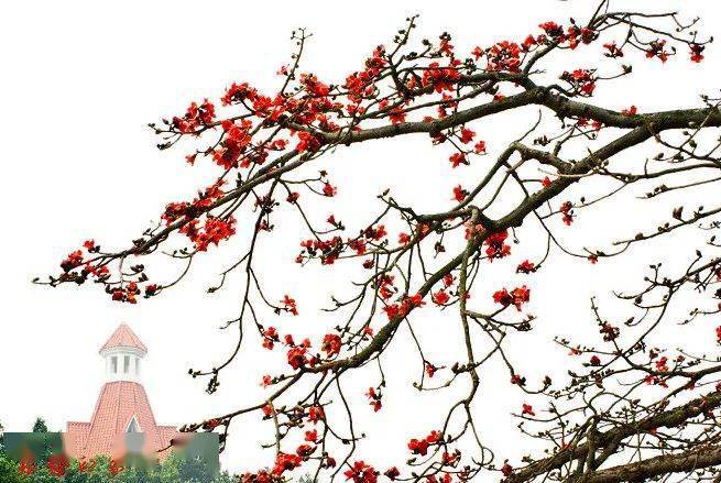 柳州有机硒农产品(有机硒粉生产厂家)-硒宝网