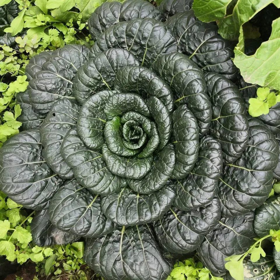 补钙蔬菜（蔬菜补钙有哪些）-硒宝网