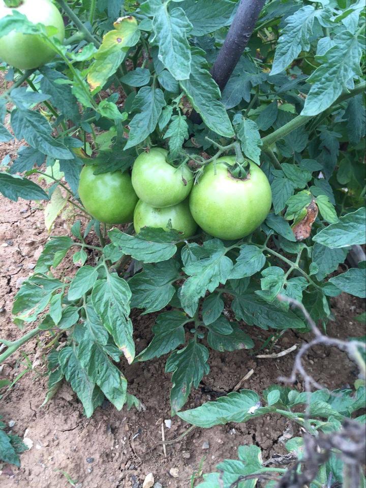 卖硒产品宣传功效(硒的广告)-硒宝网