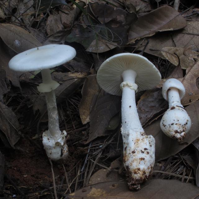 龙涎硒产品怎么样(硒都龙涎的硒副作用)-硒宝网