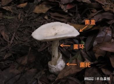 龙涎硒产品怎么样(硒都龙涎的硒副作用)-硒宝网