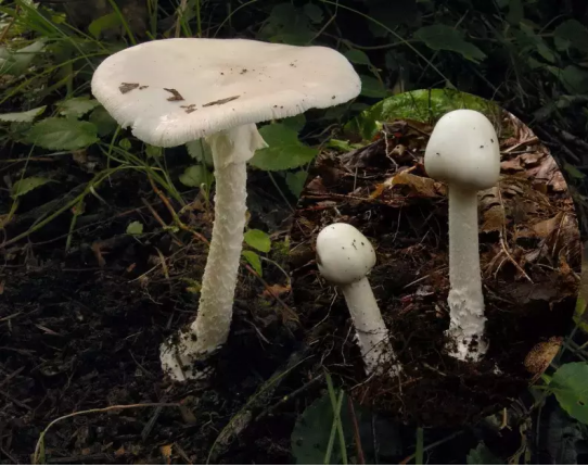 龙涎硒产品怎么样(硒都龙涎的硒副作用)-硒宝网