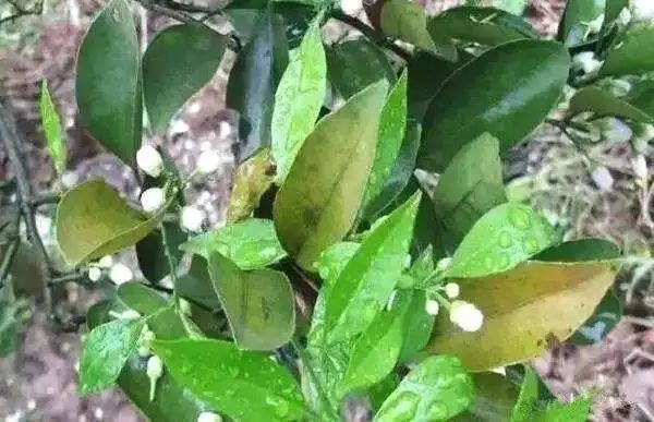 缺微量元素的症状(缺症状微量元素有哪些)-硒宝网