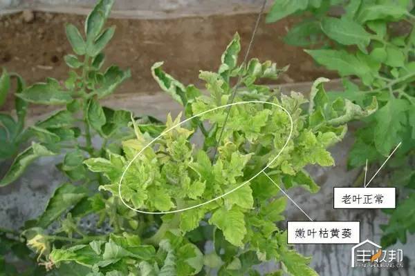 缺微量元素的症状(缺症状微量元素有哪些)-硒宝网