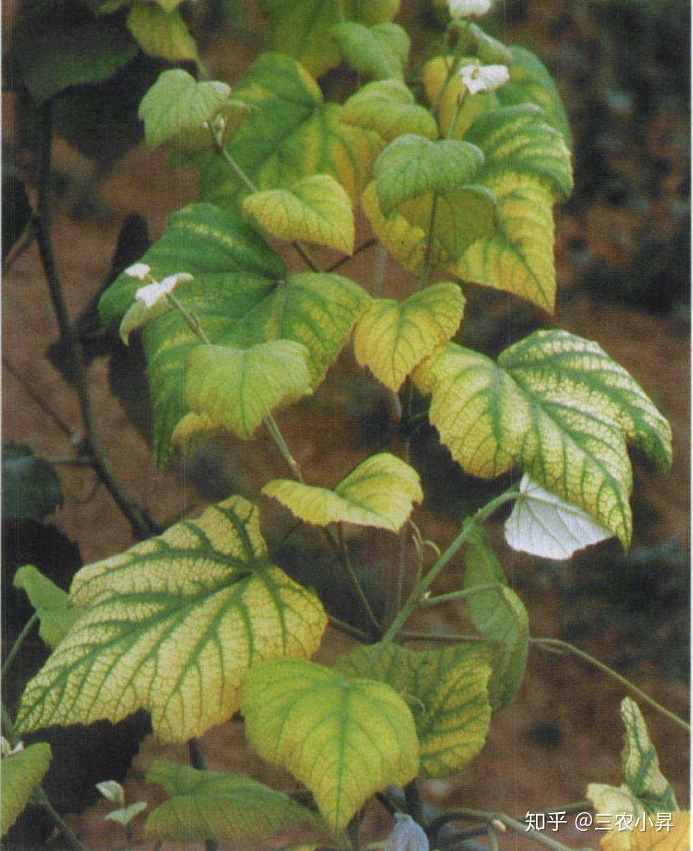 缺微量元素的症状(缺症状微量元素有哪些)-硒宝网