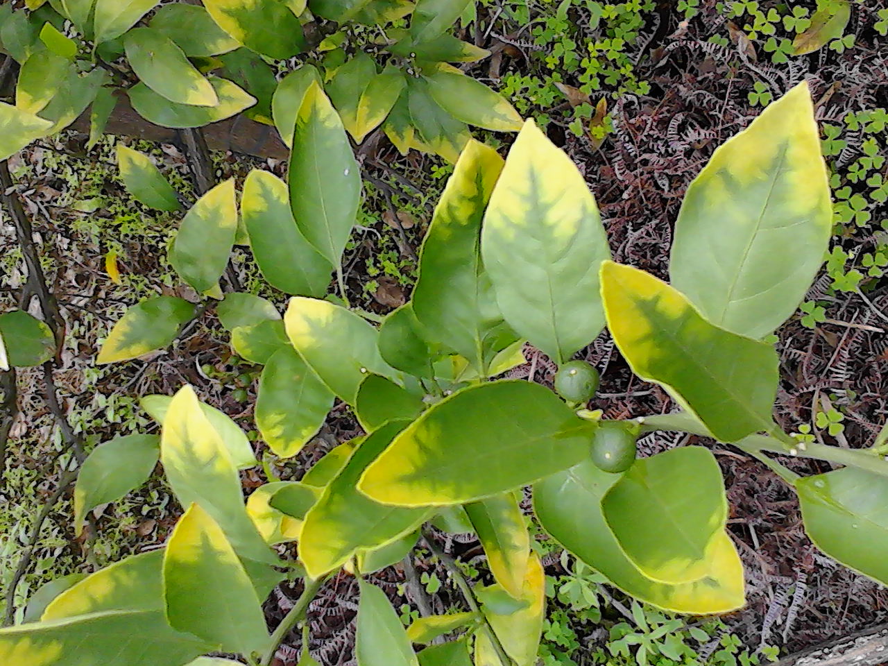 缺微量元素的症状(缺症状微量元素有哪些)-硒宝网